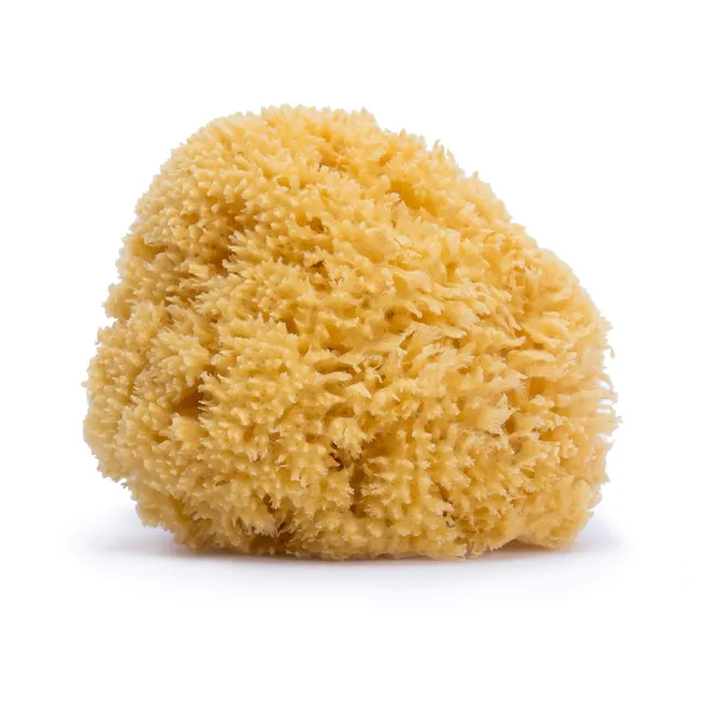 suavinex-esponja-de-ba-o-natural-para-beb-100-natural-del-fondo-marino-tama-o-gr image 1