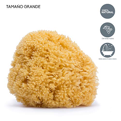 suavinex-esponja-de-ba-o-natural-para-beb-100-natural-del-fondo-marino-tama-o-gr image 8